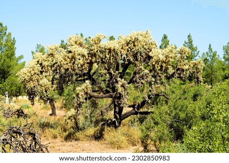 Cholla cactus Sonora desert mid spring on a bright day