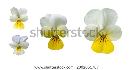 Viola arvensis flowers isolated on white background.  Royalty-Free Stock Photo #2302851789