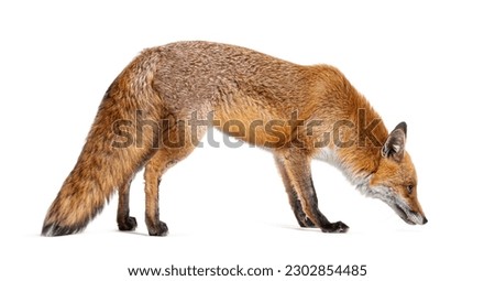 Side view of a Red fox looking down and sniffing the ground, two years old, isolated on white