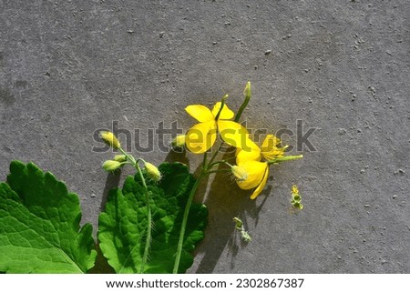 A healing yellow plant grows against the background of a concrete wall