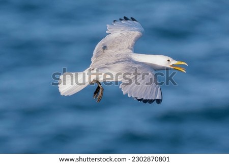 Black-legged kittiwake - Rissa tridactyla in flight with spread wings and blue background. Photo from Ekkeroy at Varanger Penisul;a in Norway.