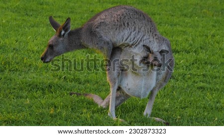 A kangaroo with a baby on its belly