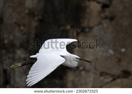 Closeup of a  Egret in flight - river Douro, Portugal