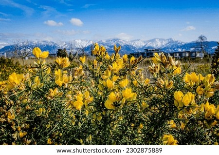 landscape with mountains and flowering yellow shrub in foreground