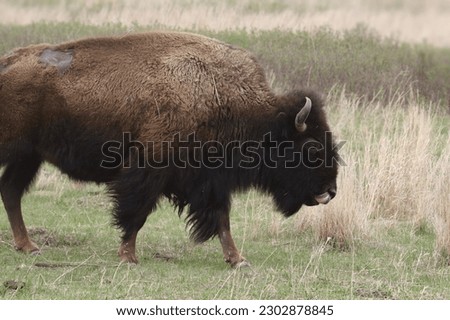 Plains Bison (buffalo) walking through a prairie Royalty-Free Stock Photo #2302878845