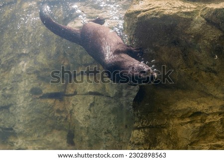 An otter playing in the water at the local wildlife sanctuary