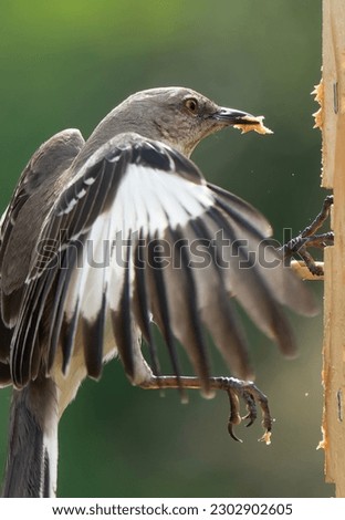 Northen Mockingbird at the peanut butter bird feeder                               