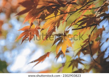 the tree at fall season at Shirakawa go, Japan 1 Nov 2013
