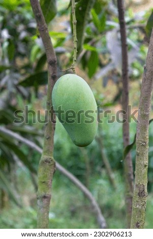 Selective focus of growing Mangos Hanging on Mango Tree, Mangifera indica. Fresh Fruits on the tree in fruit garden on Summer sunny day.