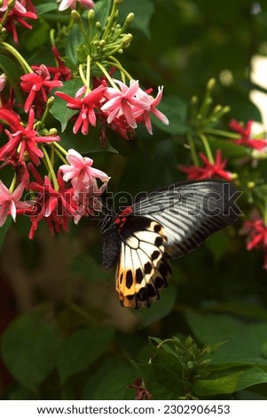 butterfly with beautiful color perch on flower with big picture resolution