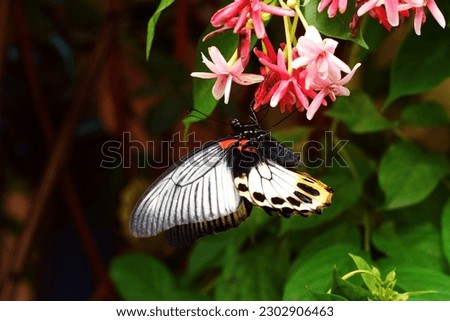 butterfly with beautiful color perch on flower with big picture resolution