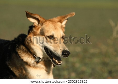 Dog running with flappy ears Royalty-Free Stock Photo #2302913825