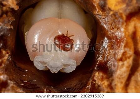 Varroa destructor bee parasite on a pupa of honey bee (drone) Royalty-Free Stock Photo #2302915389