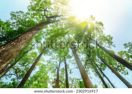 Sun Light  Rays through the Trees on the bright sky, The Brighter Future is Coming and Light at the End of the Tunnel Concept