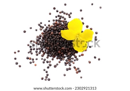 Rapeseed plant with yellow flowers and seeds. Mustard plant yellow blossom. Canola seeds and fresh canola flowers isolated on white background. Canola flower and canola isolated on white. Royalty-Free Stock Photo #2302921313