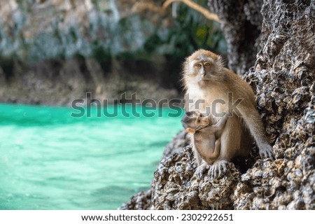 Monkey and its baby at Monkey Beach, Koh Phi Phi Island - Thailand, Asia Royalty-Free Stock Photo #2302922651