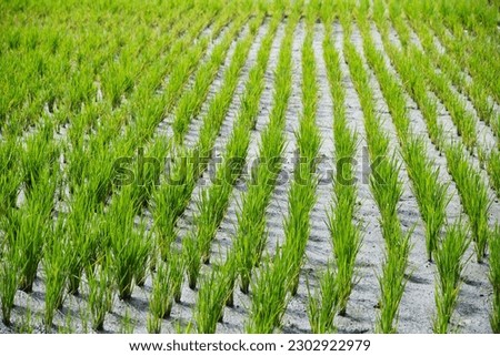 Young rice plants on rice fields. An early stage of rice growing. Rice fields in Bali, Indonesia. Asia agriculture symbol picture. Growing crops on fields. Main food source. Indonesian farmland. 