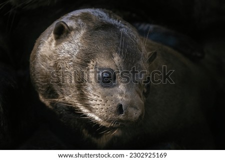 Giant Otter - Pteronura brasiliensis, large fresh water carnivore from South American rivers, Brazil.