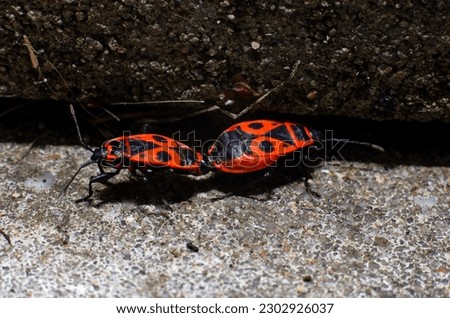 Red bedbugs mate close-up macro