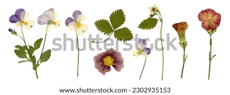 collection of pressed dry garden flowers and leaves (1), decorative gardening, wedding or herbarium design elements isolated over a white background	 Royalty-Free Stock Photo #2302935153