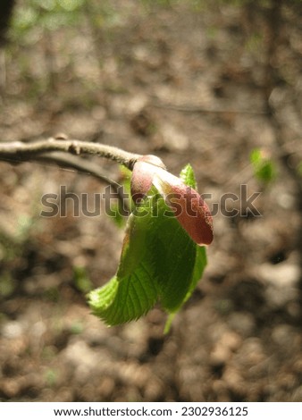 macro photo with a decorative natural background of green young leaf buds on a tree branch in spring for design as a source for prints, wallpapers, posters, decor, interiors, decoration
