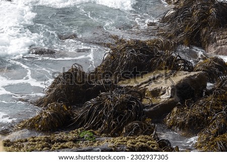 A View of Lessonia nigrescens in Chile  Royalty-Free Stock Photo #2302937305