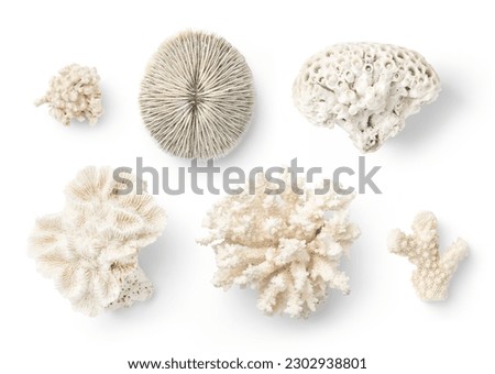 various beautiful corals isolated over a transparent background, ocean or sea, summer, beach, scuba diving, or vacation design elements, top view, flat lay