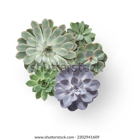 bunch of different types of colorful echeveria succulents isolated over a white background, top view, flat lay Royalty-Free Stock Photo #2302941609