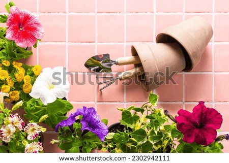 Spring decoration of a home balcony or terrace with flowers, geranium flower and petunias and ivy with spatula and rake and pots on pink tile background, home gardening and hobbies, biophilic design