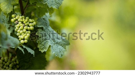 Vineyards for the production of artisanal wines at the winery. Grape vines Vineyards, regional production of grape wines