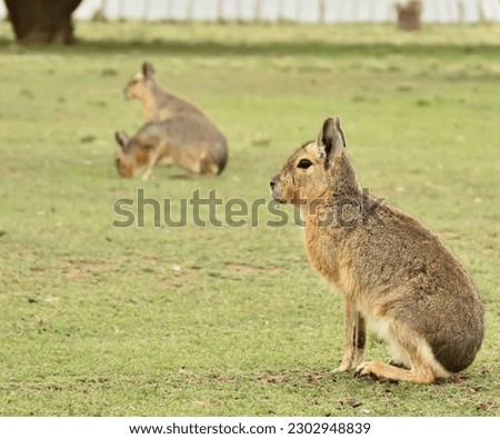 Patagonian hare or typical mara pampean region Argentina