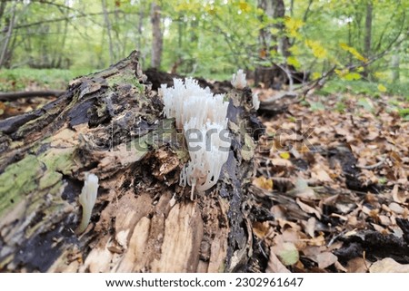 Artomyces pyxidatus is a coral fungus that is commonly called crown coral or crown-tipped coral fungus. Its most characteristic feature is the crown-like shape of the tips of its branches. Royalty-Free Stock Photo #2302961647
