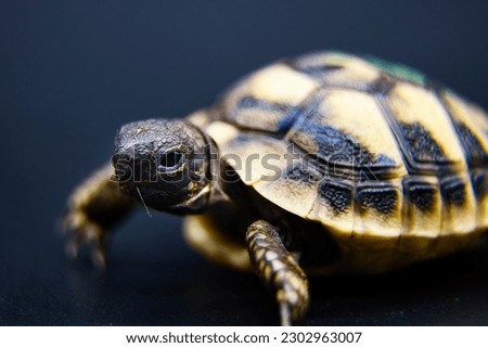 Greek Baby Turtle Makro Picture