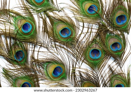Peacock feathers on a white background,Macro peacock feathers on isolated white background,peacock feather isolated on a white background