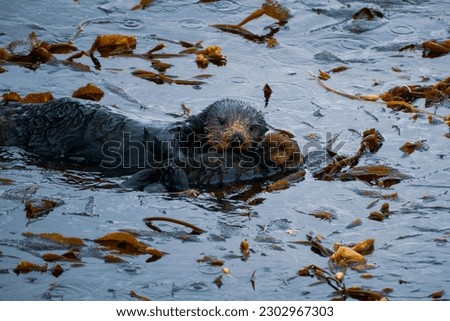 An Adorable Mother Otter Cuddling Her Baby in the Rain in Monterey Bay, California 