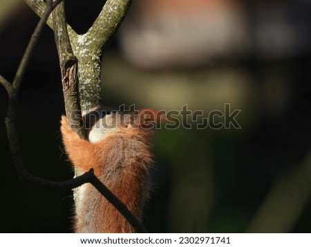 Red Squirrel on a Tree