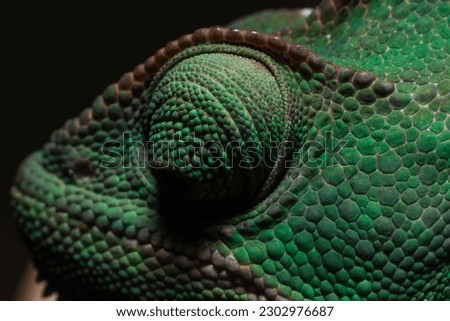 This Chameleon is a species of chameleon native to Yemen.  Detailed picture of sweet green colored chameleon. Closeup on head.