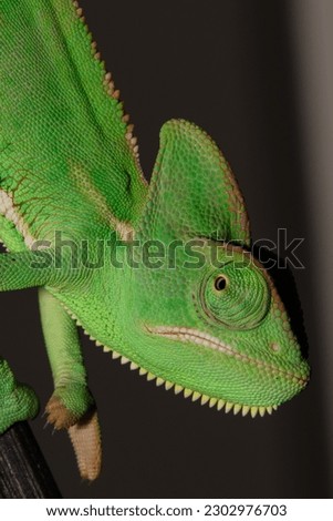 This Chameleon is a species of chameleon native to Yemen.  Detailed picture of sweet green colored chameleon. Closeup on head.