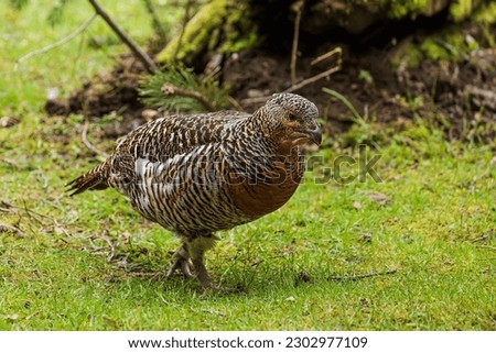The western capercaillie (Tetrao urogallus), also known as the Eurasian capercaillie, wood grouse, heather cock, cock-of-the-woods,
