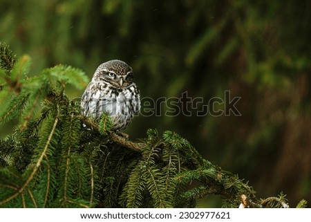 little owl (Athene noctua) sitting on a spruce branch