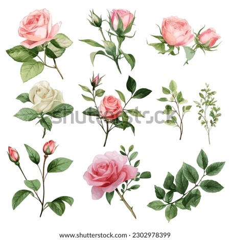 Set of floral watercolor. Flower pink rose, green leaves. Floral poster, invitation floral. Vector arrangements for greeting card or invitation design