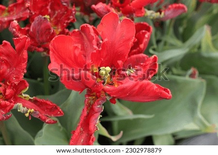 Close-up of red tulips in  tulips garden in spring season in Amsterdam. blurred background selective focus 