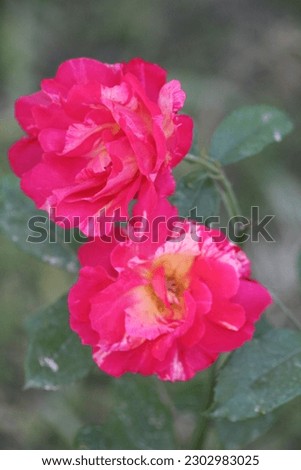Rosa Mary Rose or Damask rose and Gertrude Jekyll