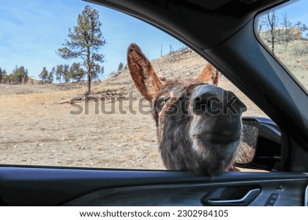 Donkey Looking for Snacks in Custer State Park Royalty-Free Stock Photo #2302984105