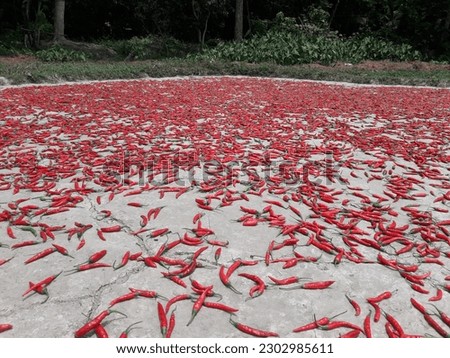 Chilli drying in the field