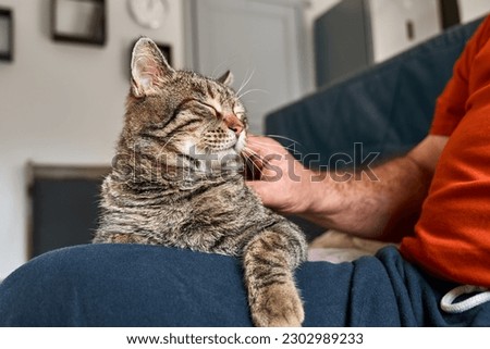 Man hugging cute tabby cat in indoor scene. Human-animal relationships. Funny home pet. Homeless pets. Pets care. Funny home pet. Cat day. Adopted pet. Royalty-Free Stock Photo #2302989233