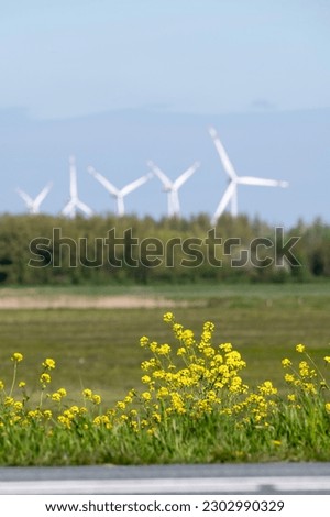 Five wind turbines on Harderringweg in Flevoland are in focus in the background with yellow rapeseed out of focus in the foreground. The photo was taken from the Harderbosweg N306 along the Veluwmeer.