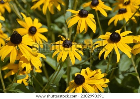  black-eyed Susan flowers have a single row of gold petals surrounding a black or brown center Royalty-Free Stock Photo #2302990391