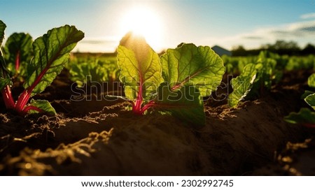 Landscape of oung green sugar beet leaves in the agricultural beet field in the evening sunset. Agriculture. Royalty-Free Stock Photo #2302992745