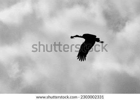 black and white silhouette of a stork in high flight